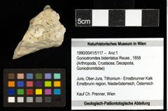 Foto (Objekt + Etiketten) von Goniodromites bidentatus (Reuss, 1858) 